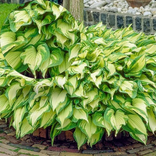 Hosta fortunei 'Albopicta' - Fortune'i hosta 'Albopicta' P9/0,55L